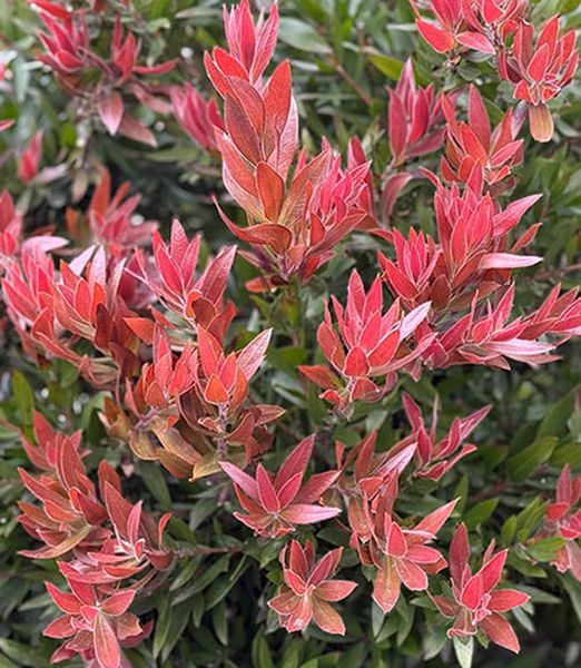 Callistemon viminalis 'Red Rocket'